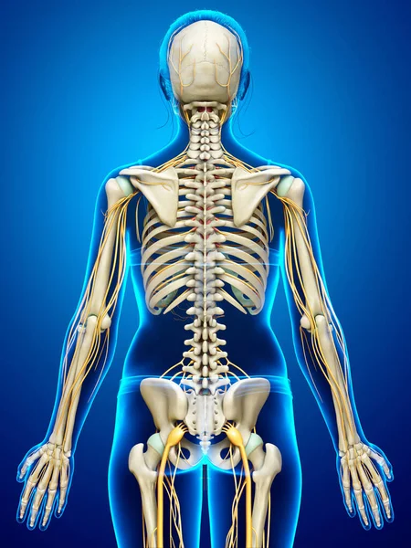 Renderizado Ilustración Médicamente Precisa Sistema Nervioso Esqueleto Femenino — Foto de Stock