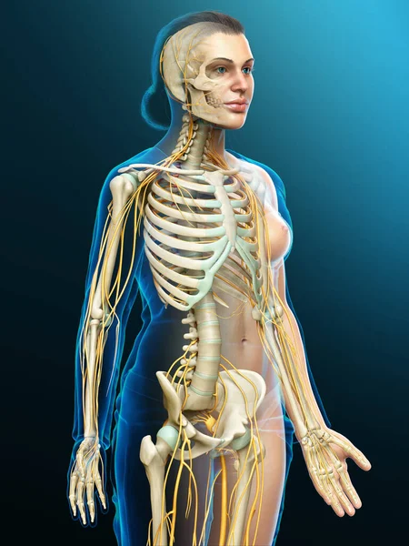 Rendered Medically Accurate Illustration Ofa Female Nervous System Skeleton System — Stock Photo, Image