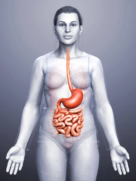 Renderizado Ilustración Médicamente Precisa Estómago Femenino Intestino Delgado — Foto de Stock