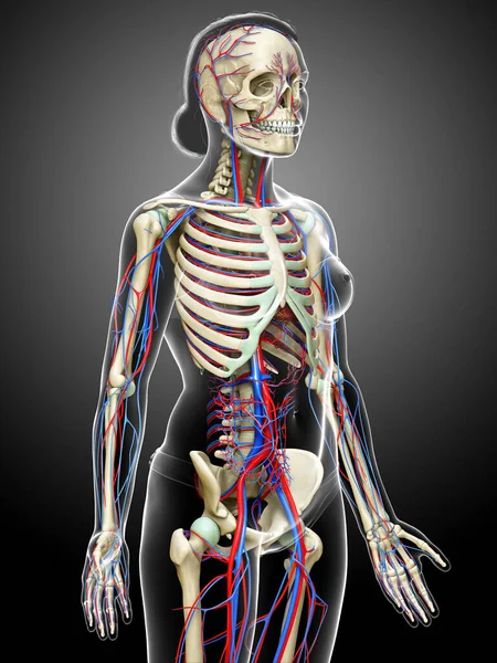 Utförd Medicinskt Korrekt Illustration Det Kvinnliga Cirkulations Och Skelettsystemet — Stockfoto