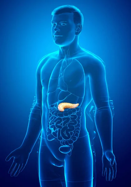 Återgiven Medicinskt Korrekt Illustration Manlig Bukspottkörtel — Stockfoto