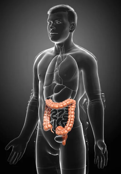 3D渲染 医学上准确的男性大肠解剖学说明 — 图库照片