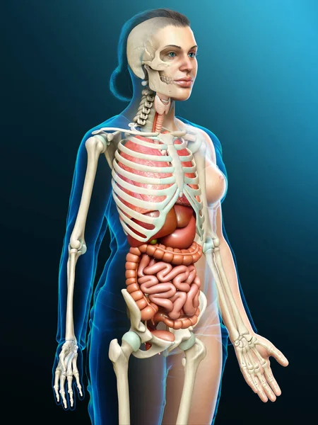 Renderizado Ilustração Medicamente Precisa Órgãos Internos Femininos Sistema Esqueleto — Fotografia de Stock