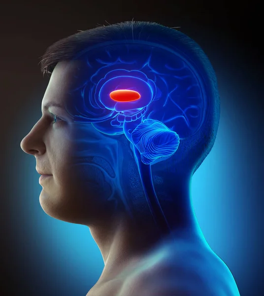 Renderizado Ilustración Médicamente Precisa Una Anatomía Cerebral Masculina Globo Lateral — Foto de Stock