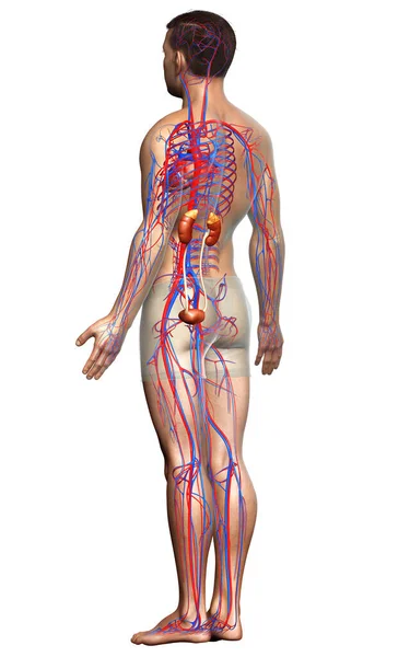 Візуалізація Медично Точна Ілюстрація Нирок Кровоносної Системи — стокове фото