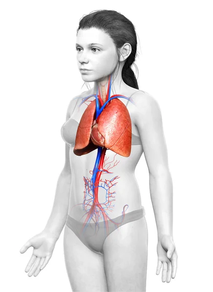 Renderizado Medicamente Preciso Ilustração Uma Jovem Anatomia Pulmão Menina — Fotografia de Stock