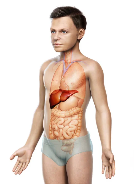 Återgiven Medicinskt Korrekt Illustration Ung Pojke Leveranatomi — Stockfoto