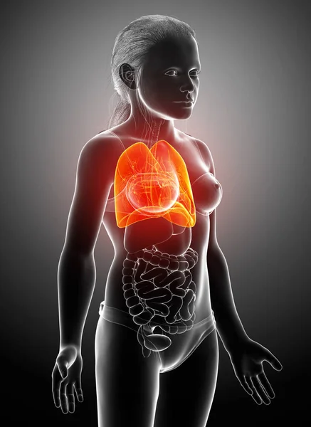 3Dレンダリング 若い女の子の肺の解剖学の医学的に正確なイラスト — ストック写真