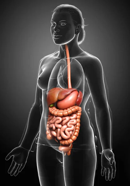 Renderizado Ilustración Médicamente Precisa Del Sistema Digestivo Femenino — Foto de Stock