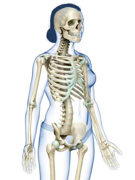 Renderizado Ilustração Medicamente Precisa Sistema Esqueleto Feminino — Fotografia de Stock