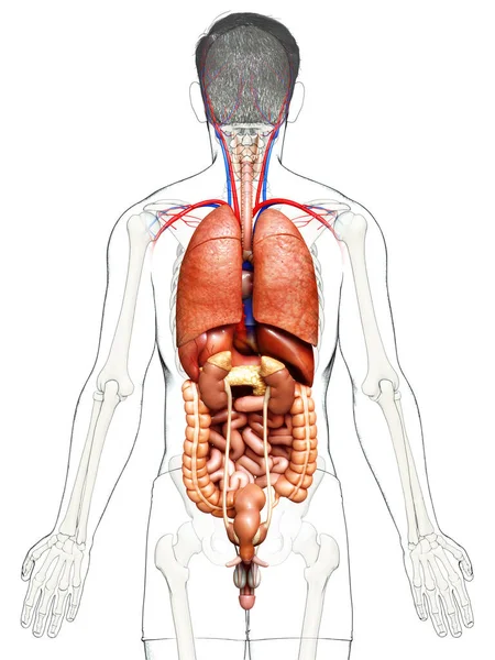 3D对男性内脏器官进行了准确的医学描述 — 图库照片