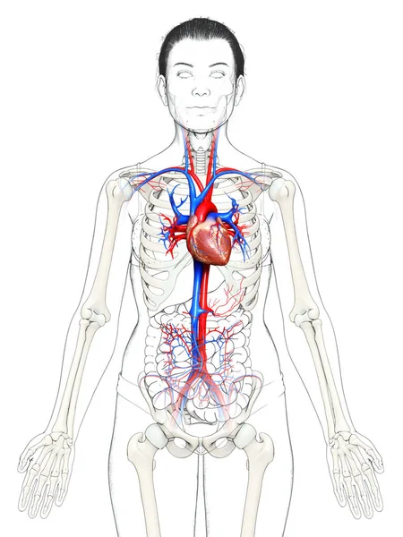 3Dレンダリング医学的に正確な女性の心のイラスト — ストック写真