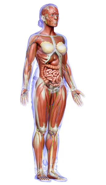Renderizado Medicamente Preciso Anatomia Feminina — Fotografia de Stock