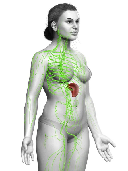 Rendered Medically Accurate Illustration Female Lymphatic System — Stock Photo, Image