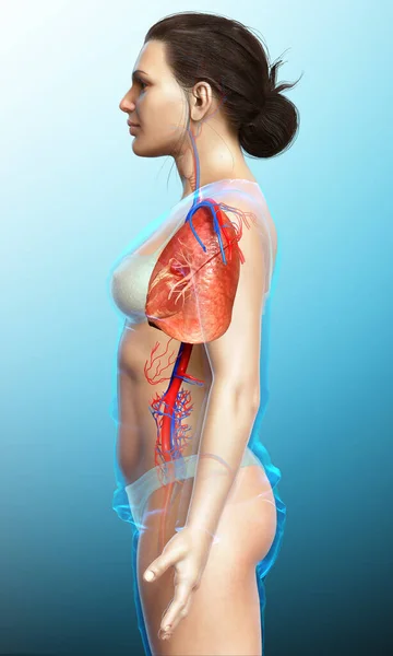 Renderizado Ilustração Medicamente Precisa Uma Anatomia Pulmonar Feminina — Fotografia de Stock