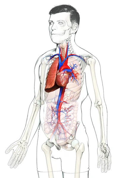 Renderöity Lääketieteellisesti Tarkka Kuva Miehen Keuhkoanatomiasta — kuvapankkivalokuva