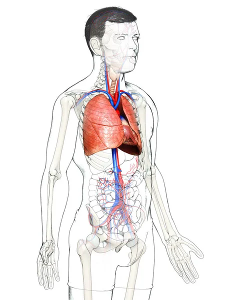 Gerenderte Medizinisch Korrekte Darstellung Einer Männlichen Lungenanatomie — Stockfoto