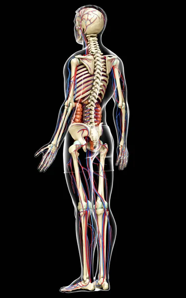 Тривимірна Медично Точна Ілюстрація Внутрішніх Органів Скелета Системи Кровообігу — стокове фото