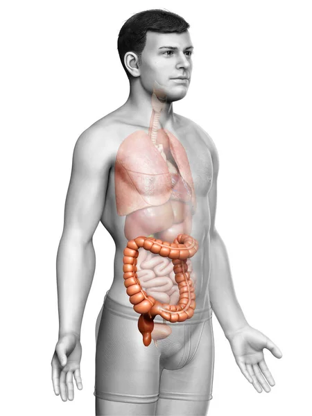 Renderizado Ilustração Medicamente Precisa Anatomia Intestino Grosso Masculino — Fotografia de Stock