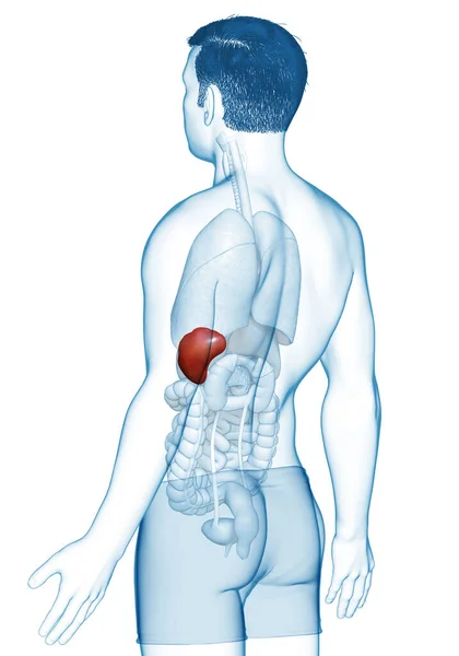 Illustrazione Accurata Dal Punto Vista Medico Anatomia Della Milza Maschile — Foto Stock