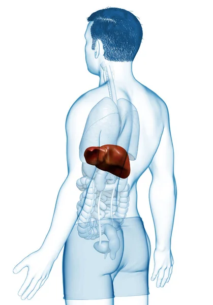 Renderizado Ilustração Medicamente Precisa Anatomia Hepática Masculina — Fotografia de Stock