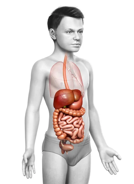 3D对男孩消化系统进行了准确的医学描述 — 图库照片