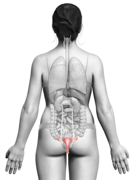 3D对女性子宫解剖进行了准确的医学描述 — 图库照片