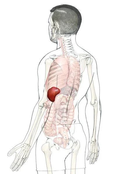 Illustrazione Accurata Dal Punto Vista Medico Anatomia Della Milza Maschile — Foto Stock