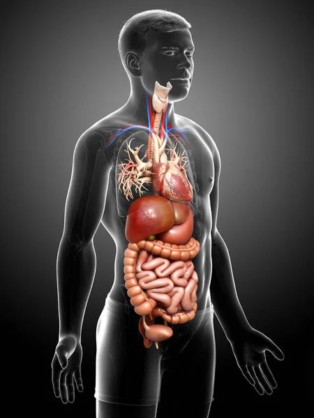 Gerenderte Medizinisch Genaue Darstellung Des Männlichen Verdauungssystems Und Des Herzens — Stockfoto