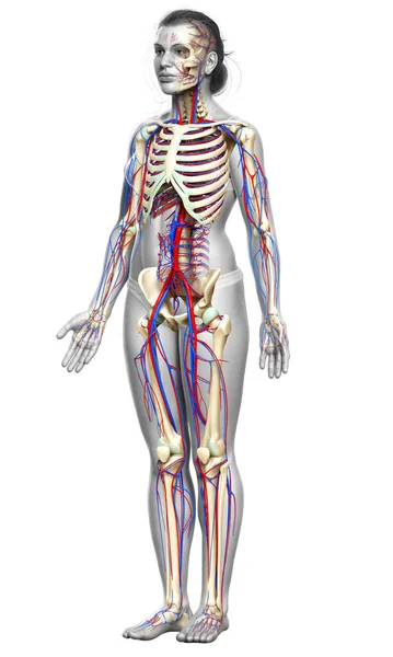 Gerenderte Medizinisch Genaue Darstellung Des Weiblichen Kreislauf Und Skelettsystems — Stockfoto