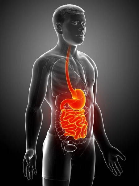 Renderizado Ilustração Medicamente Precisa Estômago Masculino Intestino Delgado — Fotografia de Stock