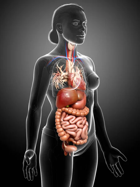 Renderizado Ilustración Médicamente Precisa Del Sistema Digestivo Femenino Corazón — Foto de Stock
