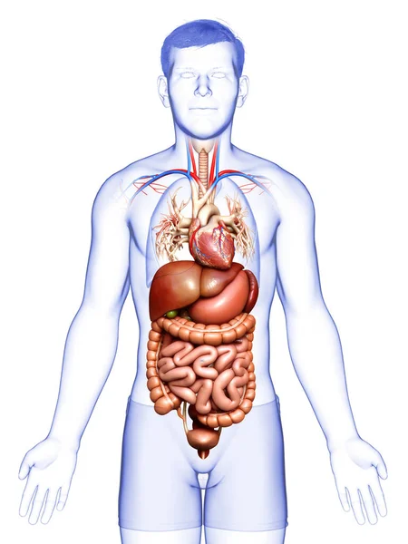 3D对男性消化系统和心脏进行了准确的医学描述 — 图库照片