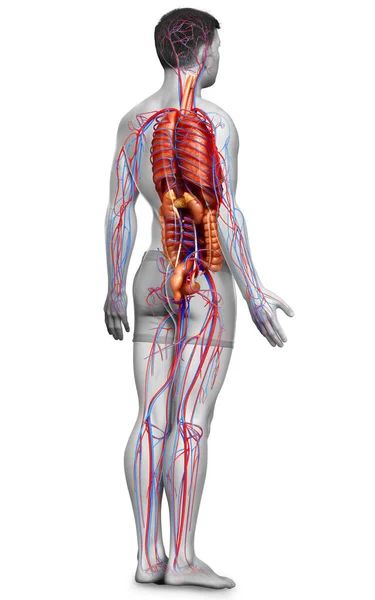 Representa Ilustración Médicamente Precisa Del Sistema Circulatorio Masculino Los Órganos —  Fotos de Stock