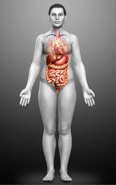 Renderizado Ilustración Médicamente Precisa Del Sistema Digestivo Femenino Corazón —  Fotos de Stock