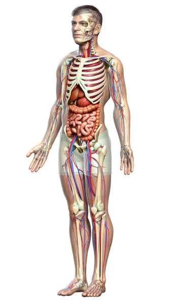 Reso Illustrazione Clinicamente Accurata Organi Interni Maschili Scheletro Sistema Circolatorio — Foto Stock