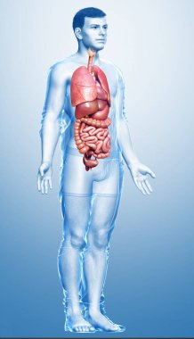 3D, erkek iç organlarının tıbben doğru çizimi. 