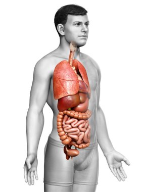 3D, erkek iç organlarının tıbben doğru çizimi. 