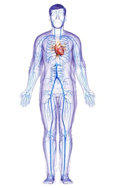 3D, erkek damar anatomisini tıbben doğru gösteriyor.