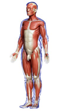 3D, erkek kas sisteminin tıbben doğru bir gösterimi.