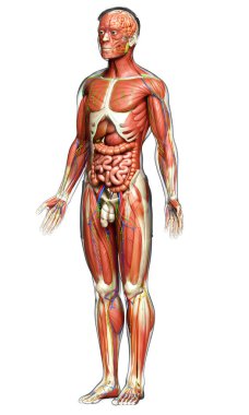 3D, tıbbi olarak erkek anatomisini doğruluyor.