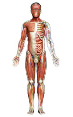 3D, tıbbi olarak erkek anatomisini doğruluyor.