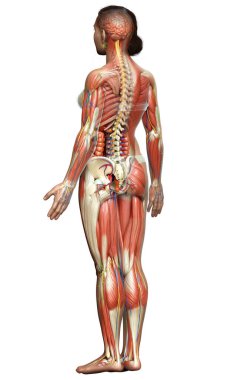3D, tıbbi olarak kadın anatomisini doğruluyor.