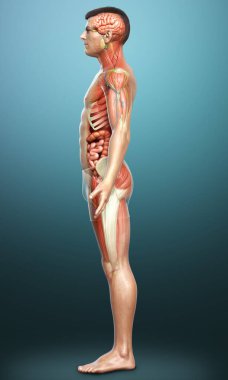 3D, tıbbi olarak erkek anatomisini doğruluyor.