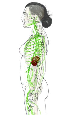 3D, tıbbi olarak bir kadın lenf sisteminin doğru bir çizimi.