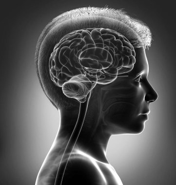 3 boyutlu beyin röntgeni anatomisinin tıbbi çizimi.