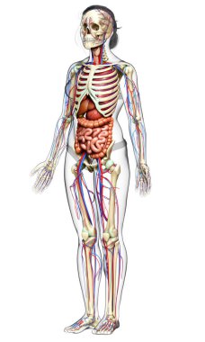 3D, kadın iç organlarının, iskeletinin ve dolaşım sisteminin tıbben doğru bir gösterimi.