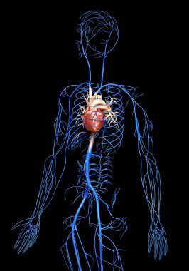 3D, damarların tıbben doğru çizimi.