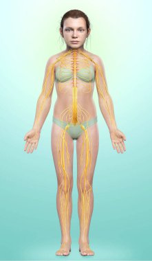 3D, genç bir kızın sinir sisteminin tıbben doğru bir çizimi.