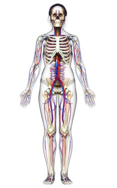 3D tıbbi olarak kadın kalbinin doğru bir çizimi.